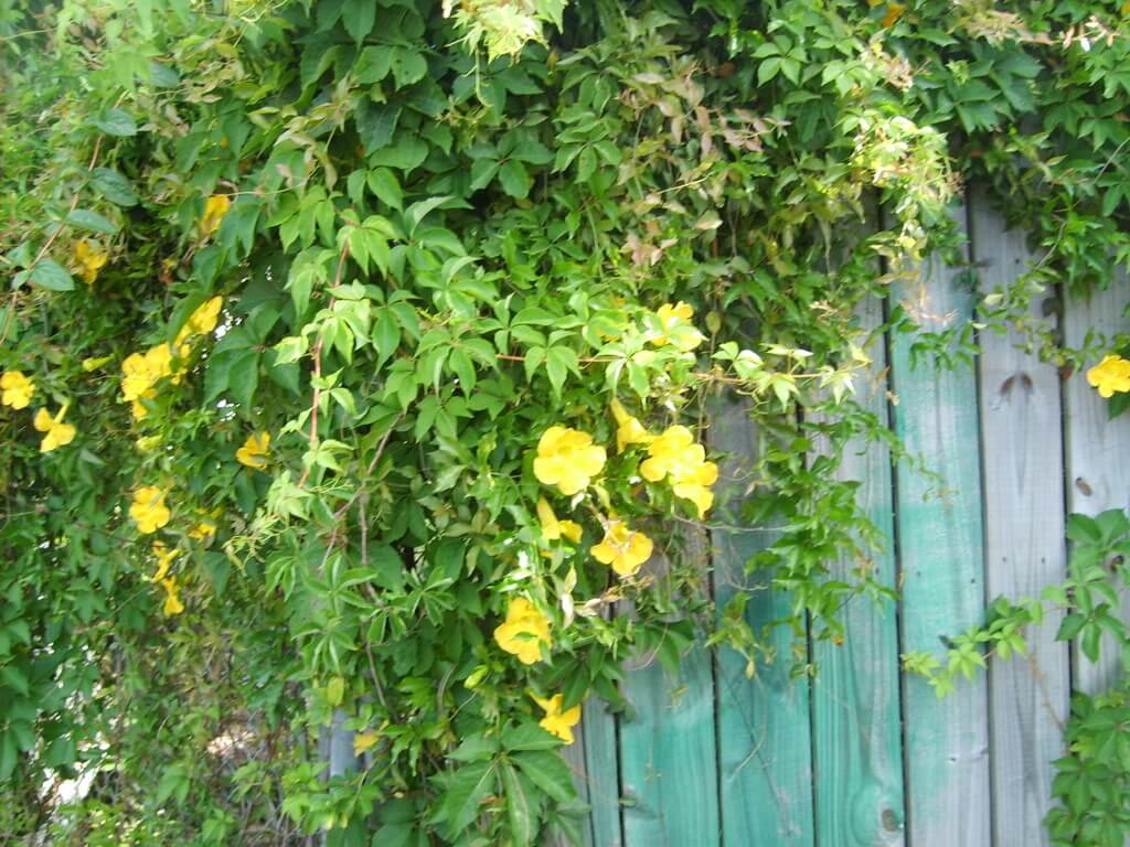 Immune Boosters: Cat's Claw » The Candida Diet