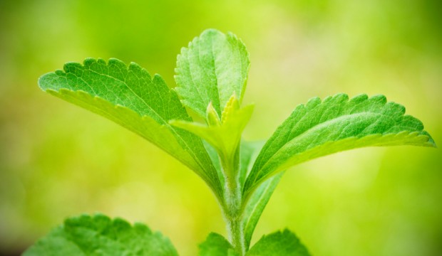 Stevia: A Natural Herbal Sweetener » The Candida Diet