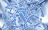 bacteria