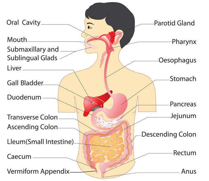 digestive-system-anatomy.jpg (693×600)