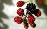 wild blackberries