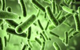 Gut Flora