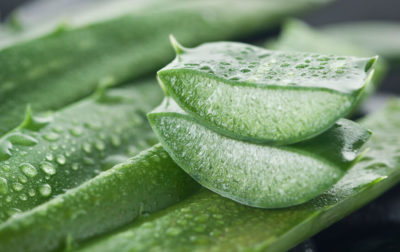 The Antifungal Properties Of Aloe Vera