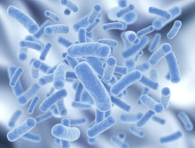 Bacteria in your gut
