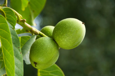 Using Black Walnut As An Antifungal