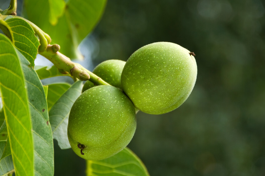 Using Black Walnut As An Antifungal The Candida Diet Using Black Walnut As An Antifungal The Candida Diet