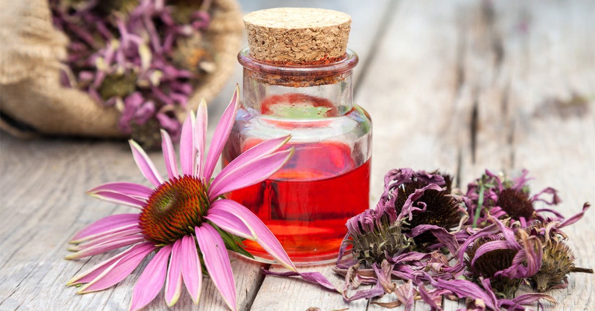 Echinacea: boost immunity, lower blood sugar, reduce inflammation and Candida symptoms