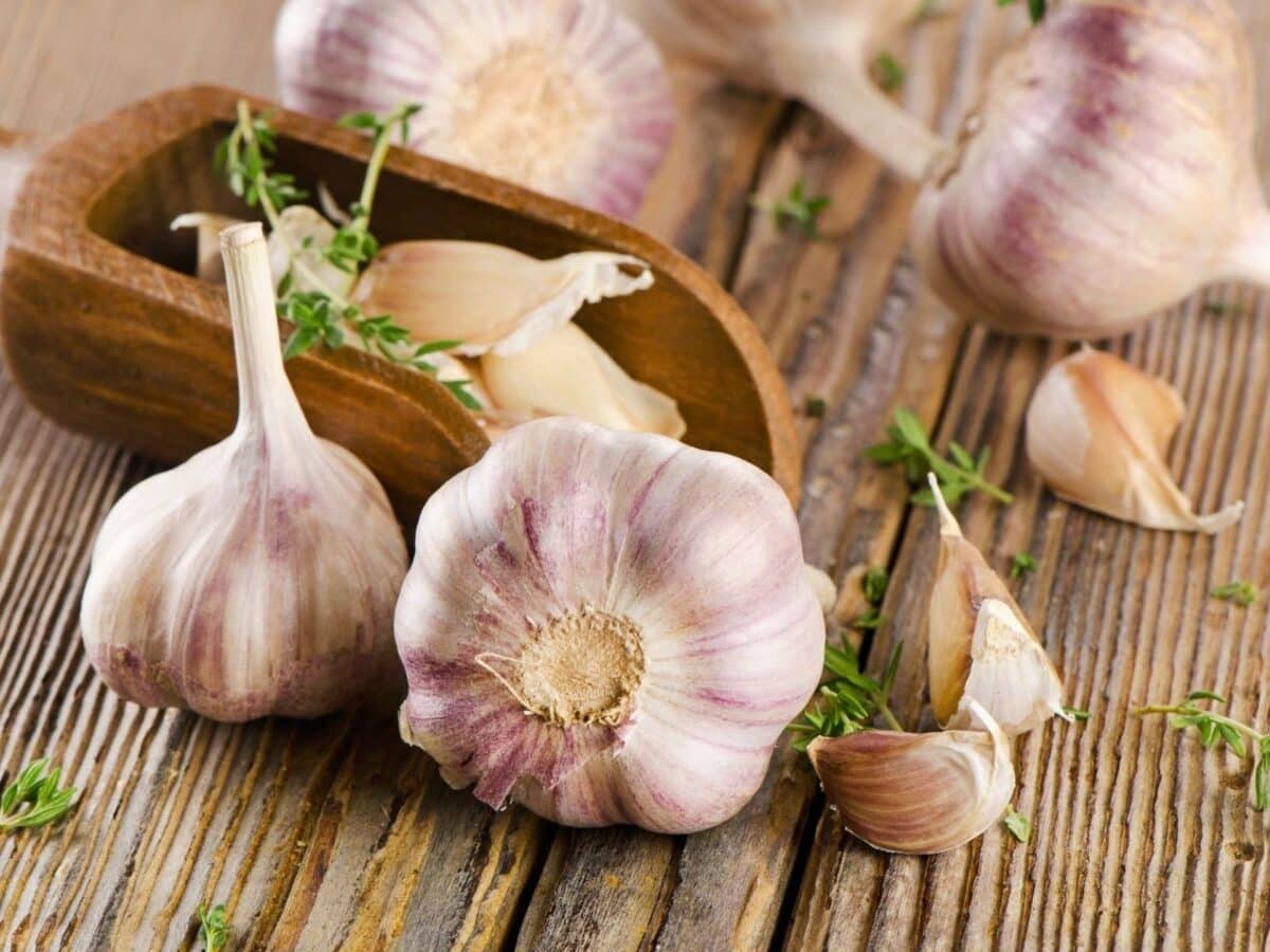 garlic