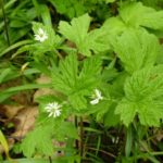 goldenseal