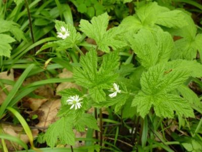 goldenseal