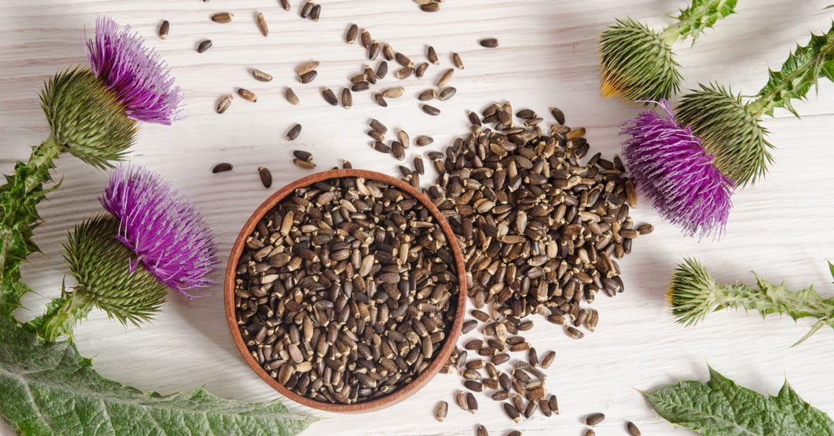 Milk thistle seed for liver health