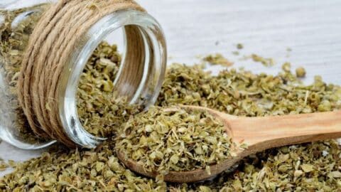 oregano