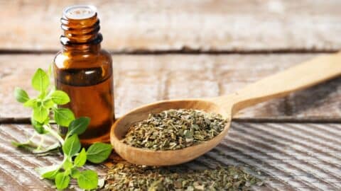 oregano oil