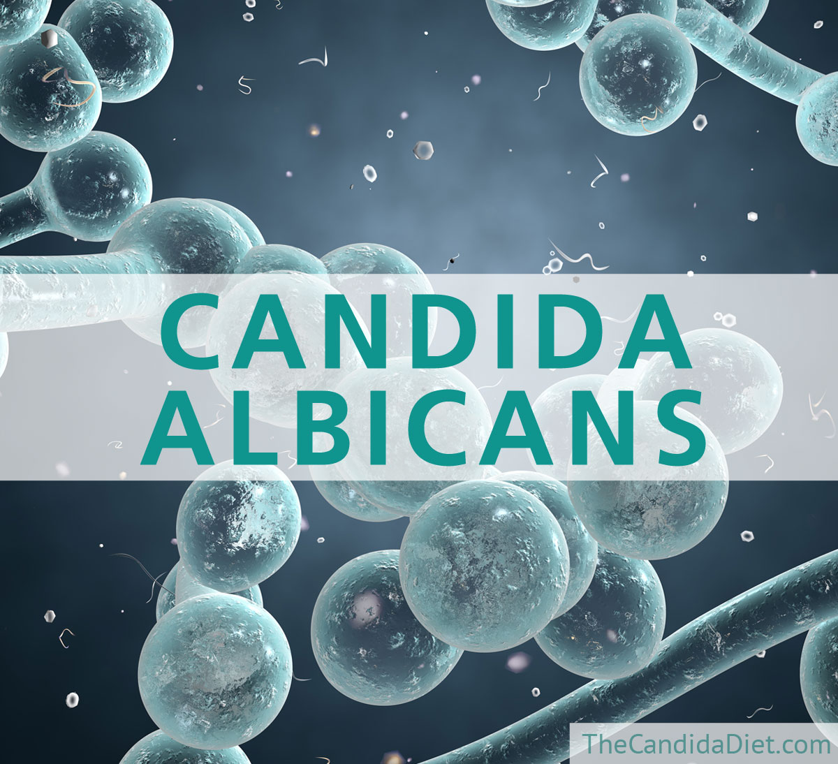 What Is Candida Albicans? » The Candida Diet