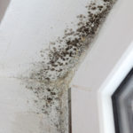 Mold in your house