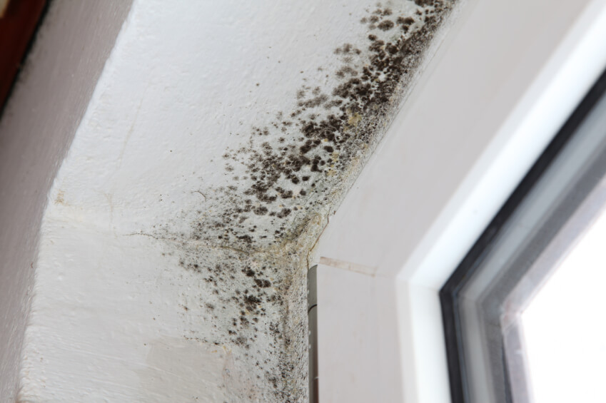 Can Mold In Your Home Make Candida Worse The Candida Diet