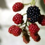 Wild blackberries