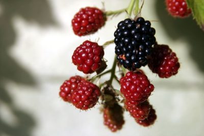 Wild blackberries