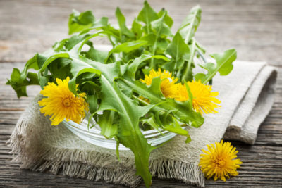 Dandelions greens and flowers