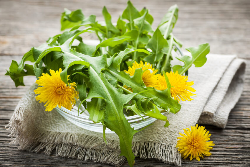 The Healthy Benefits Of Dandelions » The Candida Diet
