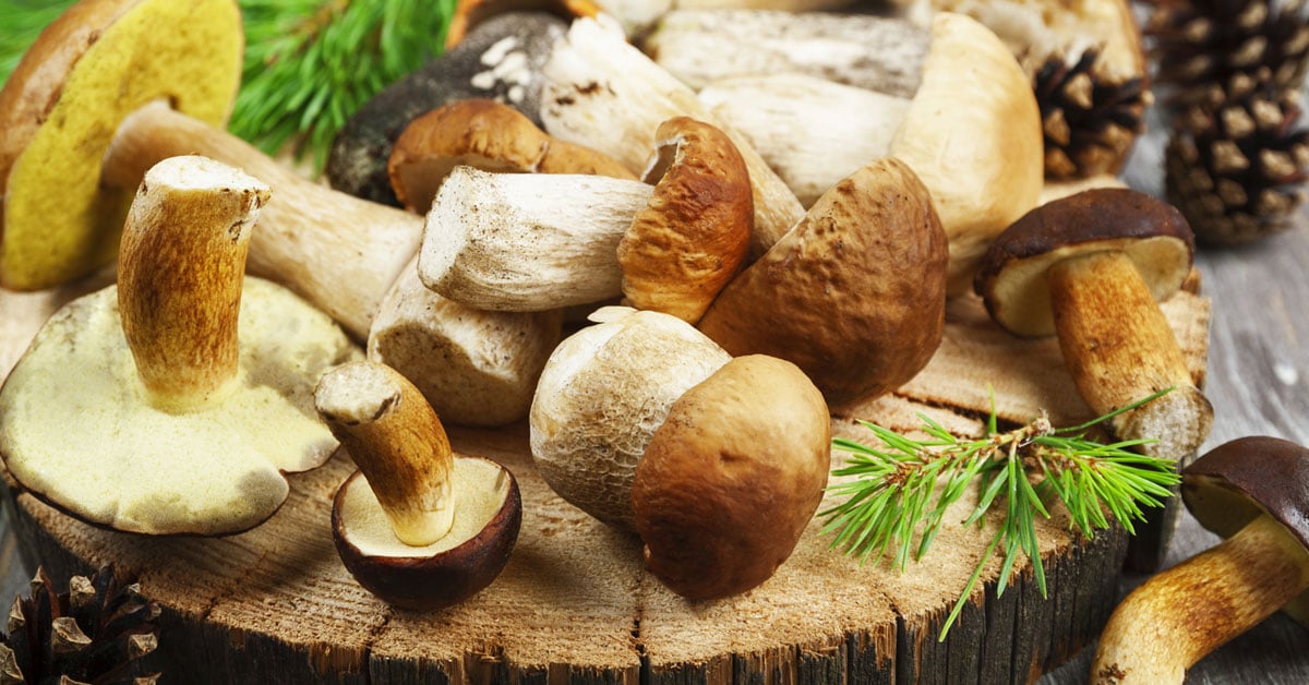 Molds, Mushrooms, And Candida » The Candida Diet