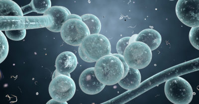 Candida auris: Symptoms and Treatment