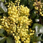 Oregon grape - antifungal, blood sugar regulator, gut healer