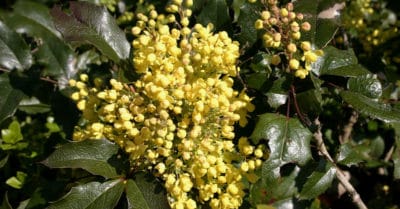 Oregon grape - antifungal, blood sugar regulator, gut healer