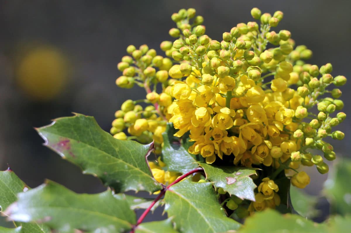 Oregon Grape for Candida overgrowth, weight loss, and more