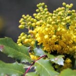 Oregon Grape for Candida overgrowth, weight loss, and more