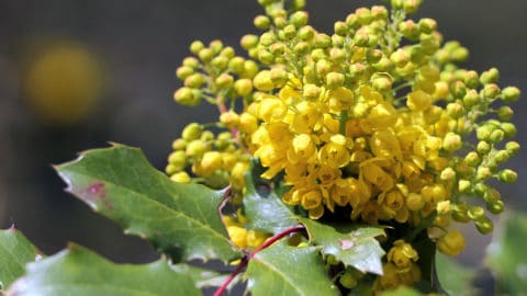Oregon Grape for Candida overgrowth, weight loss, and more